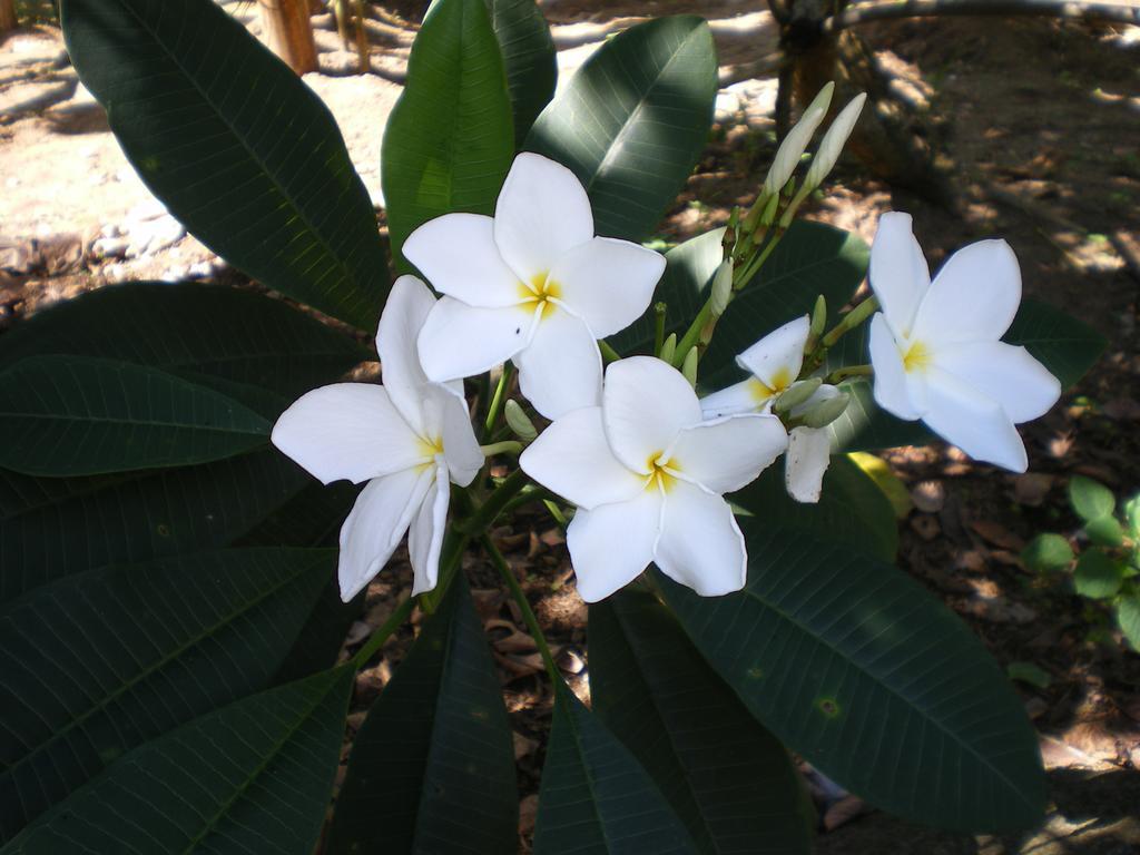 Seychelles Yellow Petals Anse Boileau Extérieur photo