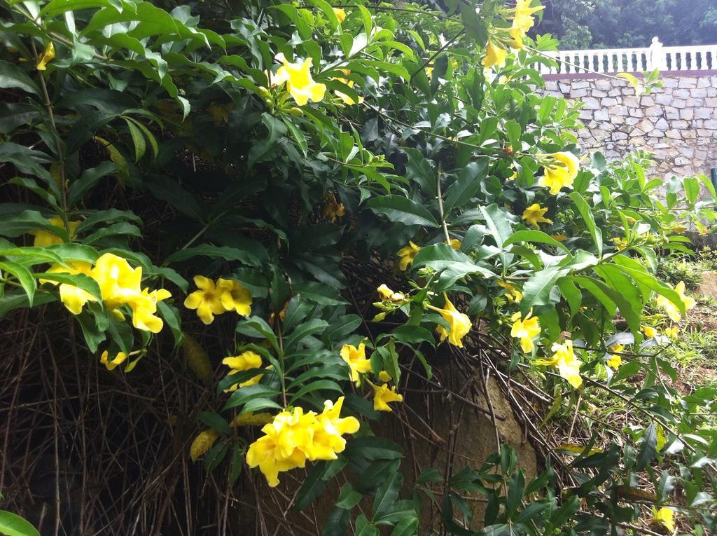 Seychelles Yellow Petals Anse Boileau Extérieur photo