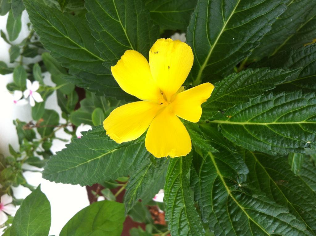 Seychelles Yellow Petals Anse Boileau Extérieur photo